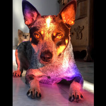 Load image into Gallery viewer, Brumby the Blue Heeler
